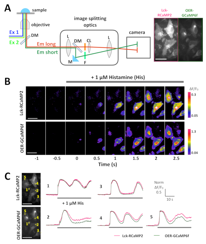 Fluorescence imaging setup for calcium signaling, histamine response graphs, microscopy images.