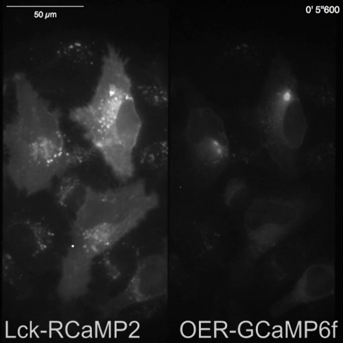 Fluorescence microscopy images comparing calcium indicator responses in tagged cells.