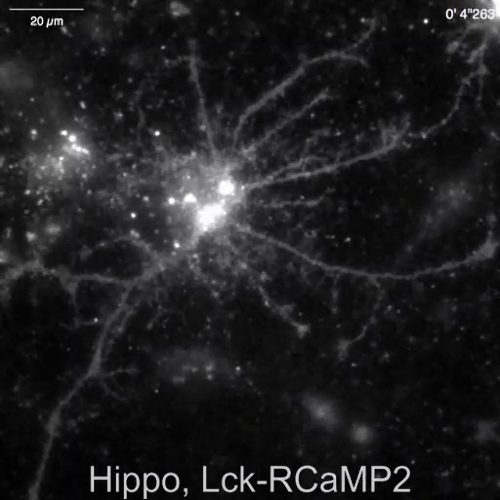 Neural activity visualization, fluorescence microscopy, hippocampus neurons, calcium imaging.