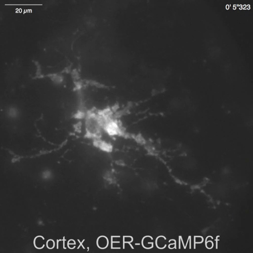 Cortical neuron activity, OER-GCaMP6f, fluorescence microscopy, neuroimaging calcium signaling.