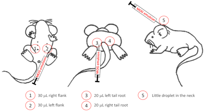 Mouse injection diagram; MOG emulsion; 30μL flank; 20μL tail root; experimental setup.
