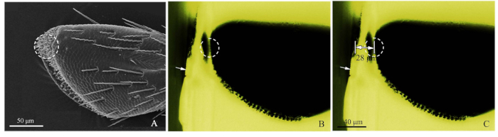 figure-protocol-2