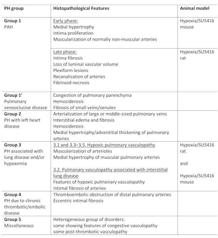 figure-introduction-1 Pulmonary hypertension table; histopathology features and animal models; vascular disease research.