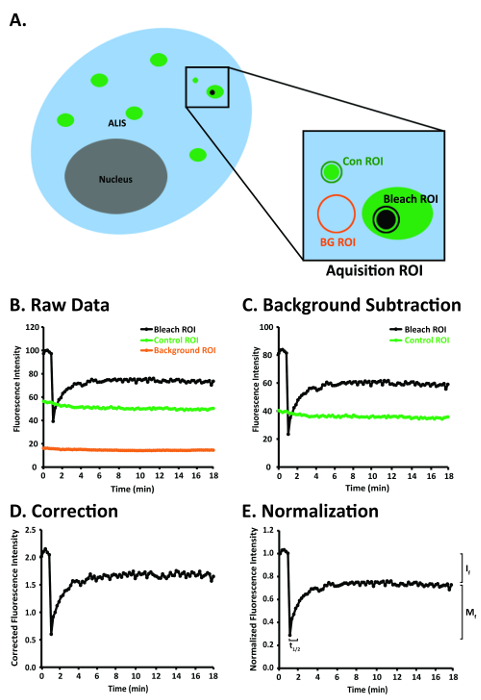 Fluorescence recovery analysis; ROI diagram; data graphs for bleaching, subtraction, correction.