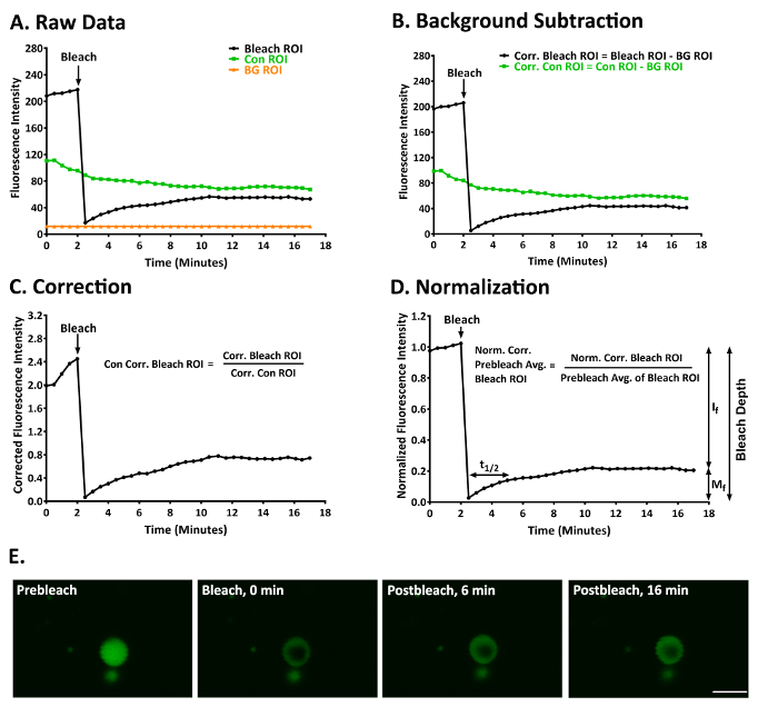 Fluorescence recovery analysis, graphs showing data correction, background subtraction, normalization.