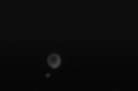 Cell under fluorescence microscope; optical imaging study; cellular structure analysis.