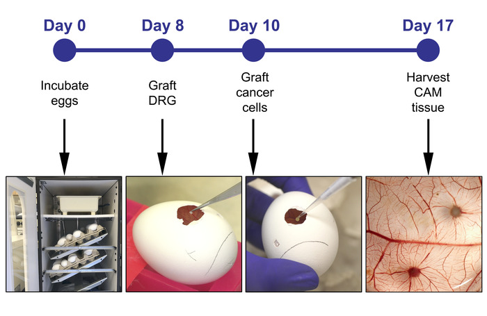 figure-results-1 CAM assay timeline; egg incubation, DRG grafting, cancer cell graft, tissue harvest; experiment.