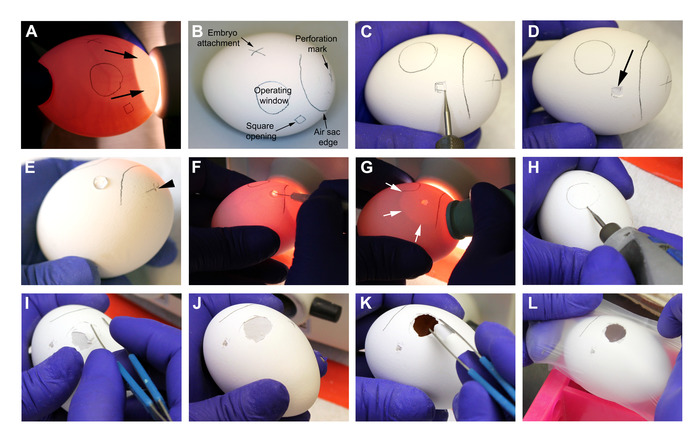 figure-results-3 Embryo viability assessment; egg manipulation process; educational lab technique sequence.