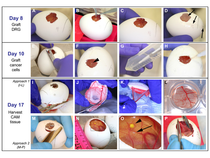 figure-results-4 Chick embryo cancer graft diagram with DRG and CAM tissue harvesting at Day 8, 10, and 17 steps.