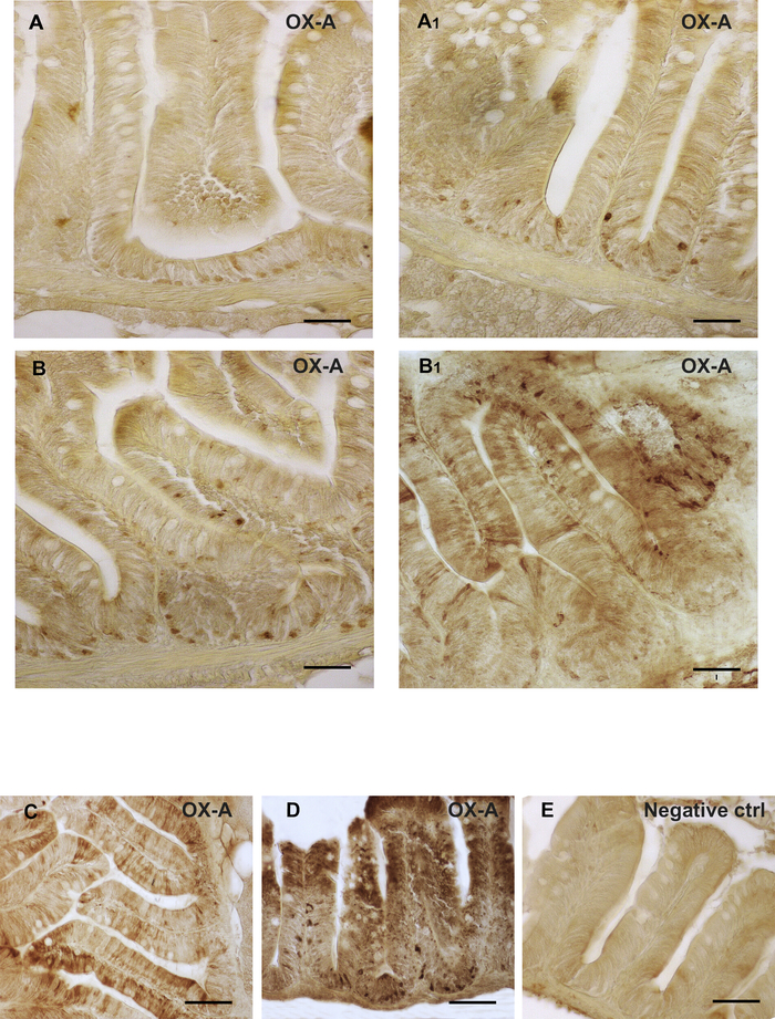 Histological analysis, OX-A staining, intestinal tissue, microscopy images, experimental comparison.