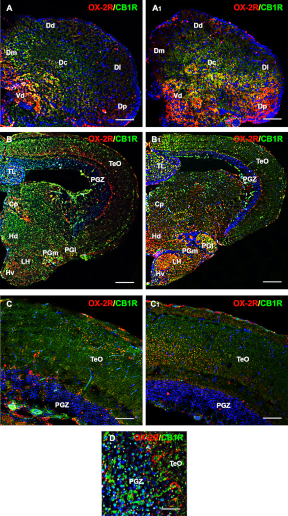 Immunofluorescence microscopy showing OX-2R/CB1R expression in neural tissue sections.