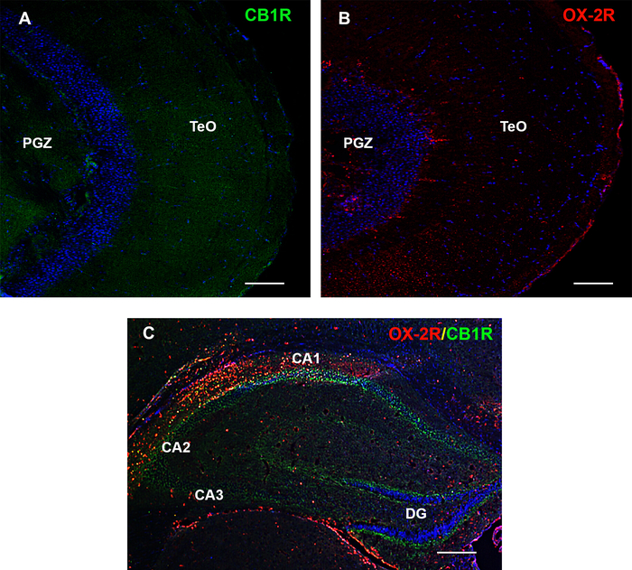 Immunofluorescence microscopy, CB1R and OX-2R, brain regions PGZ, TeO, CA1-3, DG, cell distribution.
