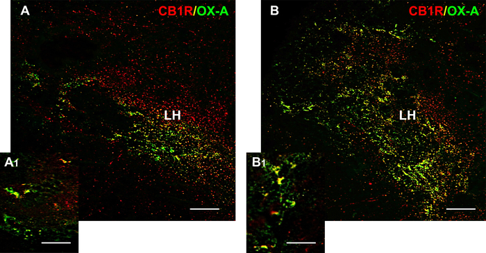Fluorescence microscopy diagram showing CB1R/OX-A expression in LH region, highlighting protein interaction.