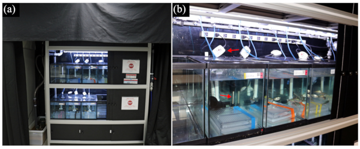 figure-results-1 Aquarium system setup for aquatic research, showing water circulation and filtration equipment.