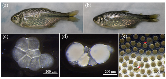 figure-results-2 Fish development stages: diagram of embryo cells and fish morphology, microscopy images.