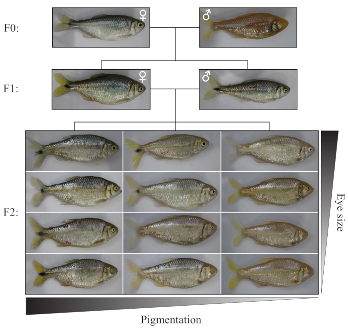 figure-results-3 Genetic inheritance diagram of fish pigmentation and eye size, displaying generational variations.