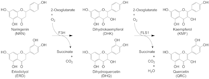 figure-results-1 Flavonoid biosynthesis process diagram with chemical structures, enzyme reactions for plant metabolites.