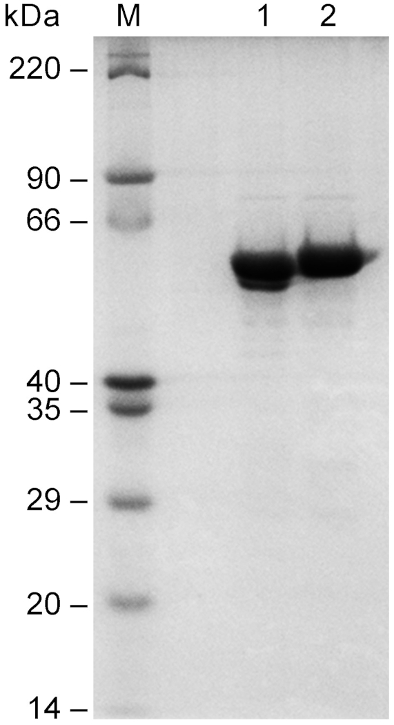 figure-results-2 显示蛋白质条带及以千道尔顿为单位的分子量标记的SDS-PAGE凝胶电泳图。