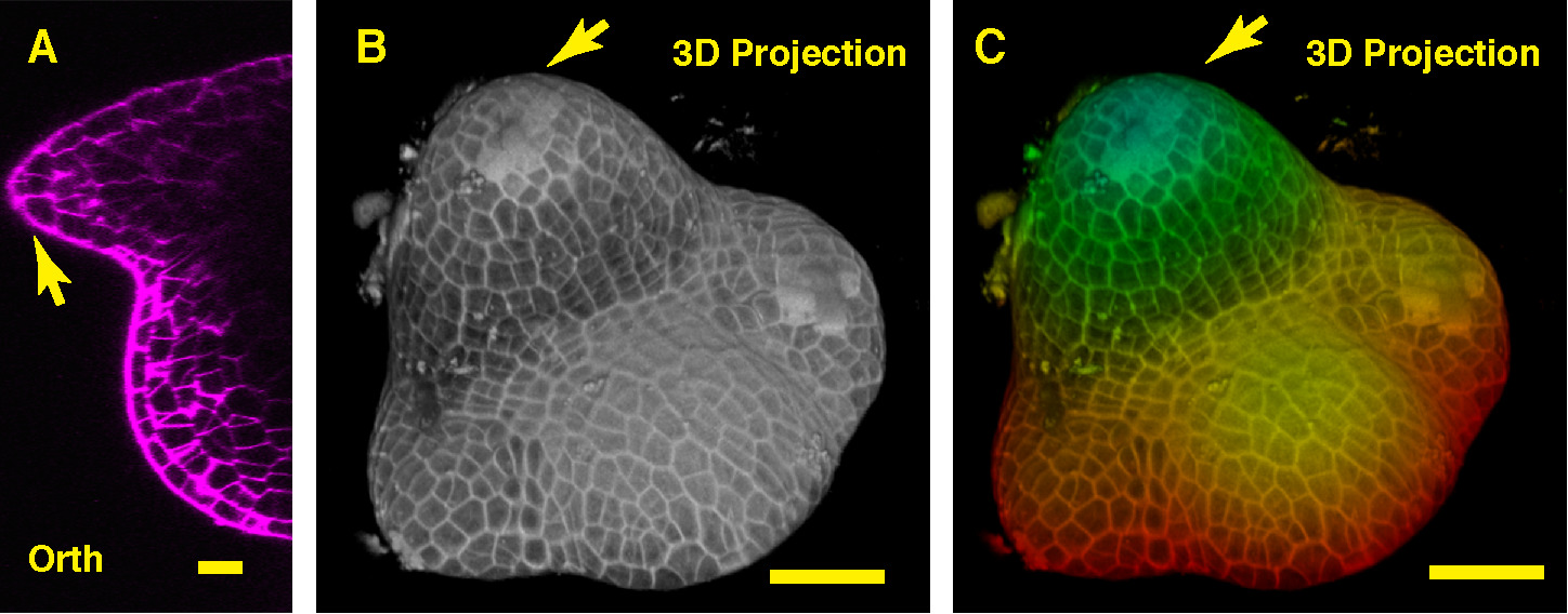 Confocal Live Imaging of Shoot Apical Meristems from Different Plant ...