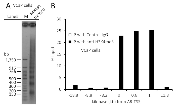 figure-results-3 Gel electrophoresis and bar graph of DNA input from VCaP cells; chromatin immunoprecipitation analysis.