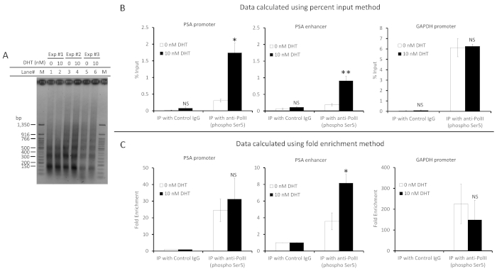 figure-results-4 Gel electrophoresis and bar graphs; analyze DNA binding, PSA/GAPDH promoter activity, DHT effects.