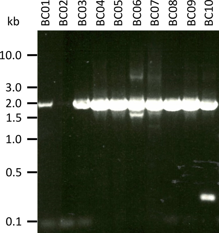 figure-results-2 DNA电泳结果,凝胶条带显示片段在kb标记物中的分离情况。