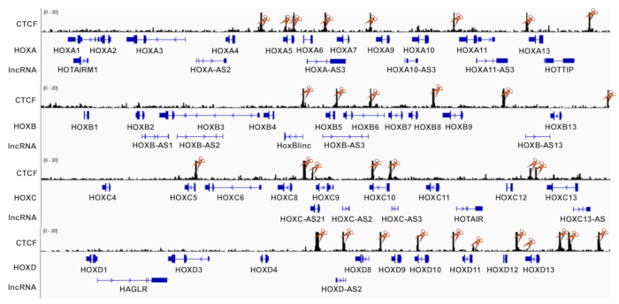 figure-results-1 CTCF binding site analysis along HOX gene clusters using genomic mapping diagram, illustrating lncRNA.