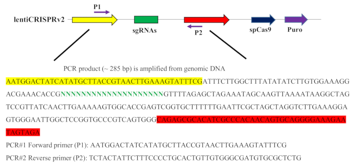 figure-results-2 CRISPR gene editing: PCR schematic, sgRNAs and primers; DNA amplification from genomic DNA.