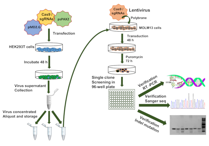 figure-results-3 CRISPR-Cas9 gene editing process diagram; transfection, viral transduction, clone screening, PCR.