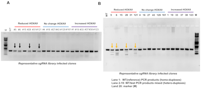 figure-results-5 Electrophoresis gel result; sgRNA clones, HOXA9 gene levels, PCR analysis, duplex variation.