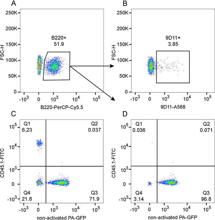 Flow cytometry dot plots: B220-PerCP-Cy5.5, 9D11-A568, PA-GFP activation analysis, CD45.1-FITC channels.