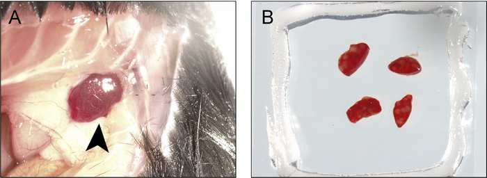 Biological tissue dissection; close-up of cyst in animal tissue (A) and dissected samples (B).