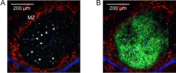 Fluorescence microscopy, tissue section, cell distribution, 200 µm scale, MZ area, immunofluorescence.