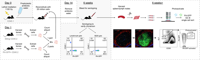 Mouse chimerism experiment diagram with serotyping, spleen harvest, photocativation, cell sorting.