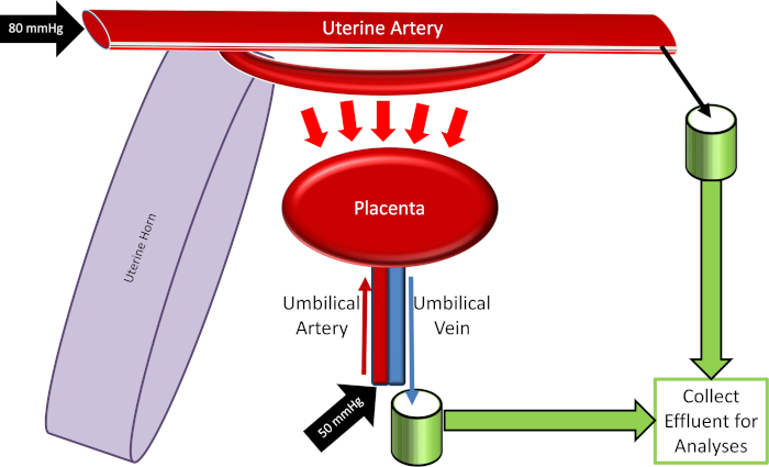 figure-results-4 Uteroplacental blood flow diagram, pressure controls, uterine artery flow, placenta analysis setup.