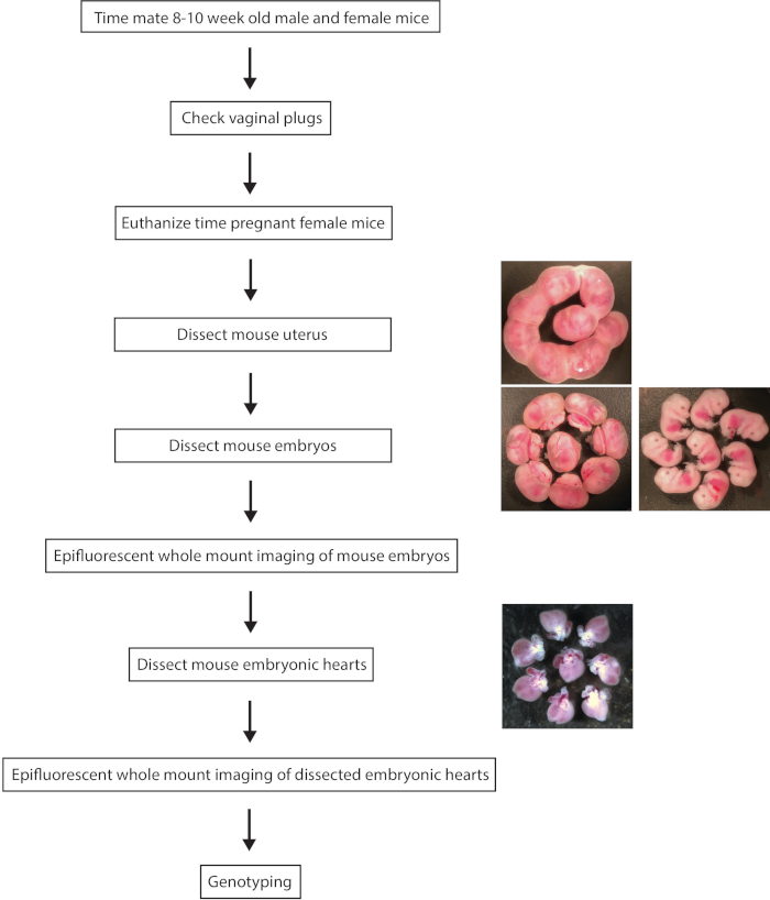 Mouse embryo dissection process diagram; epifluorescent imaging, genotyping steps.