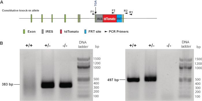 Constitutive knock-in allele diagram with PCR primers; gel electrophoresis shows DNA bands at 383, 497 bp.