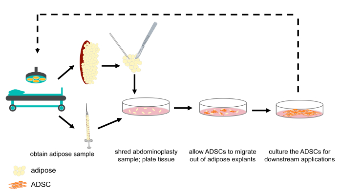 Adipose-derived stem cell isolation process diagram; tissue culture and migration method shown.