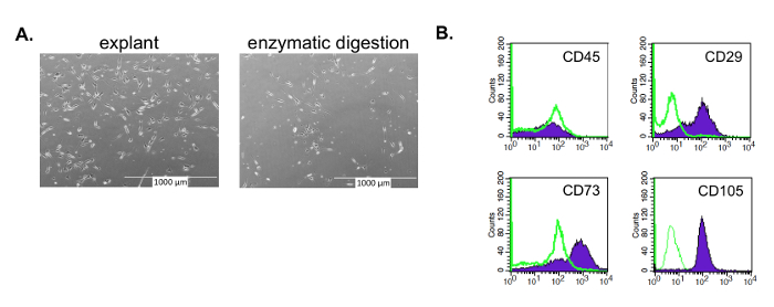 Cell isolation methods: explant vs. enzymatic digestion. Flow cytometry graphs: CD markers CD45, CD29, CD73, CD105.