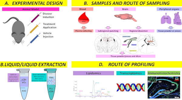 Animal model experimental design, sampling route diagram, extraction process, data profiling methods.