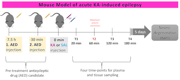 Mouse model diagram for KA-induced epilepsy with AED injection timeline and sampling points.
