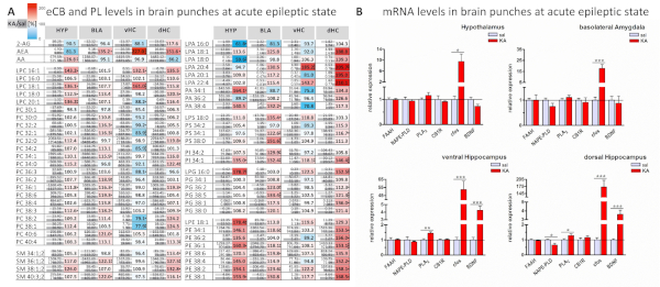 Brain punches, eCB, PL, mRNA levels, charts, acute epilepsy, analysis, hippocampus, amygdala.