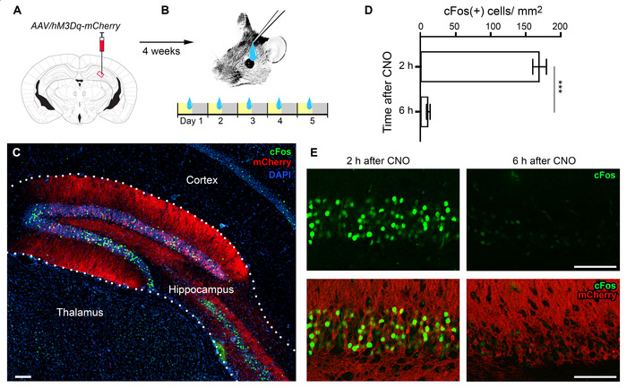 Neuroscience experiment with AAV/hM3Dq-mCherry, cFos expression, brain imaging, graphical results.