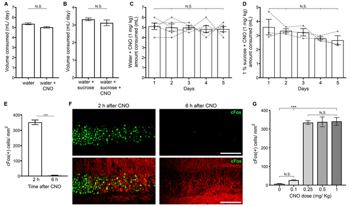 CNO effect on consumption and cFos expression; graphs and microscopy images in neuroscience study.