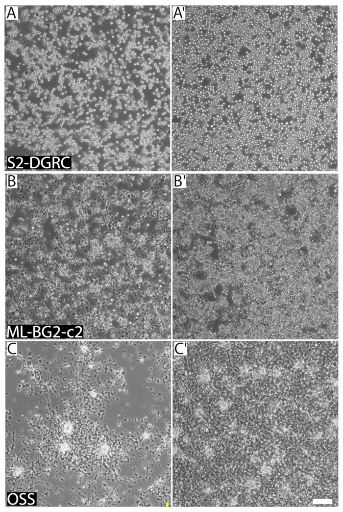 Cell cultures microscopy images of S2-DGRC, ML-BG2-c2, OSS; comparative growth analysis.