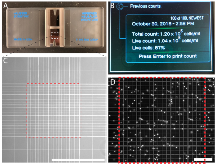 Hemocytometer cell counting method; diagrams A-D show device, analysis data, grid, and cells.