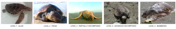 Sea turtle decomposition stages, levels 1-5, from alive to mummified; educational chart.