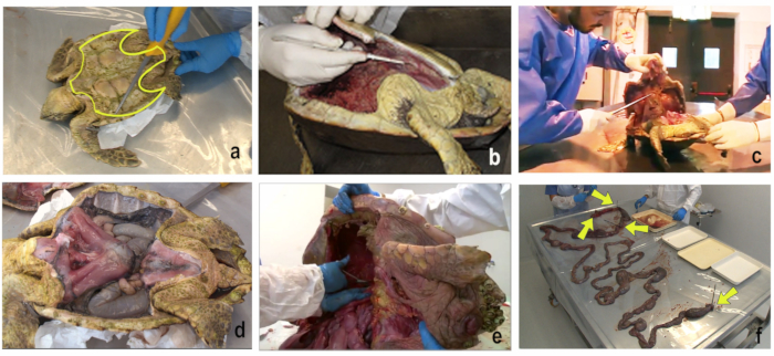 Sea turtle necropsy, dissected with organs exposed, step-by-step process, biological study.