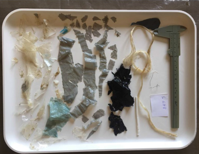 figure-discussion-1 Microplastic analysis; fragments on tray, caliper for measurement; environmental study.