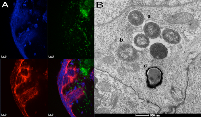 Fluorescence microscopy analysis; cell structure, confocal images, electron microscopy, tissues.